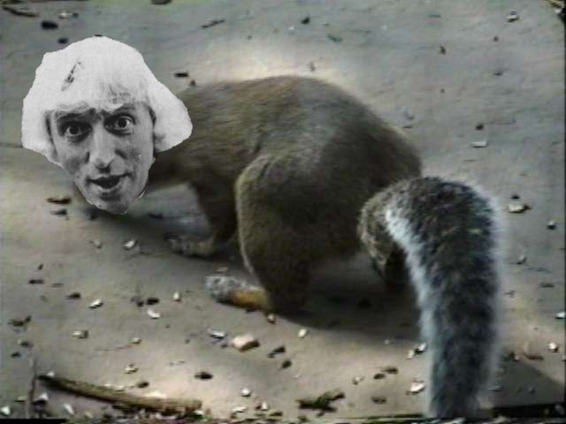 savsquirrel.jpg